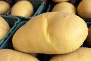batata