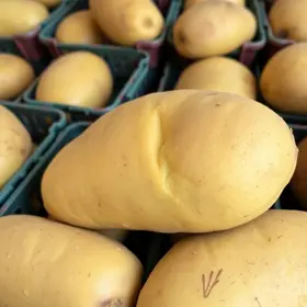 batata