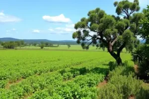 Cerrado em Pé