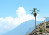 Refis de Montes Claros