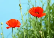 Flor Papoula