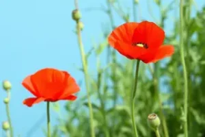 Flor Papoula