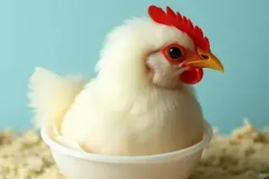 incubação de ovos de galinha